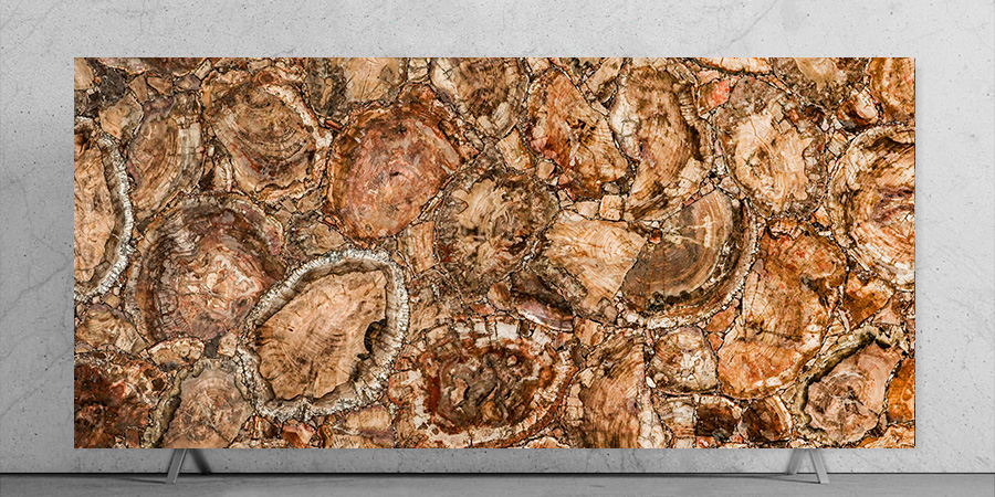 Petrified Wood Closeup